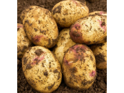 Kestrel Seed Potatoes (Second Early - 1 kg)